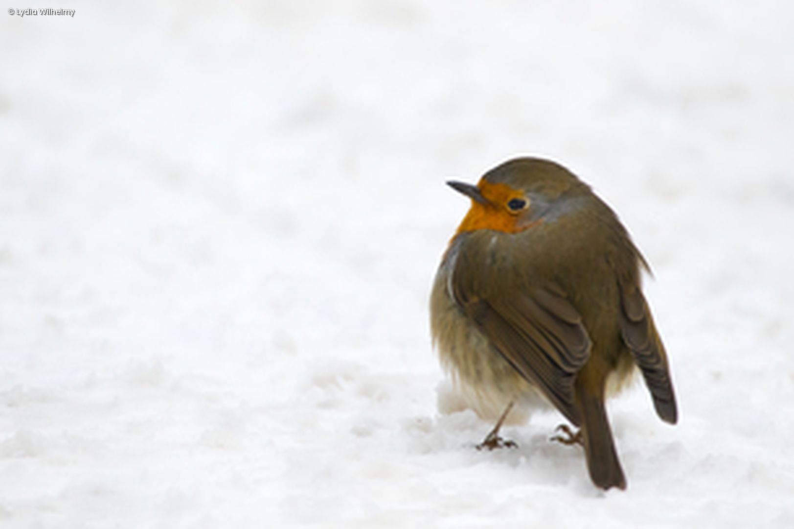 Rotkehlchen im Schnee