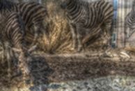 Zebra Präparate