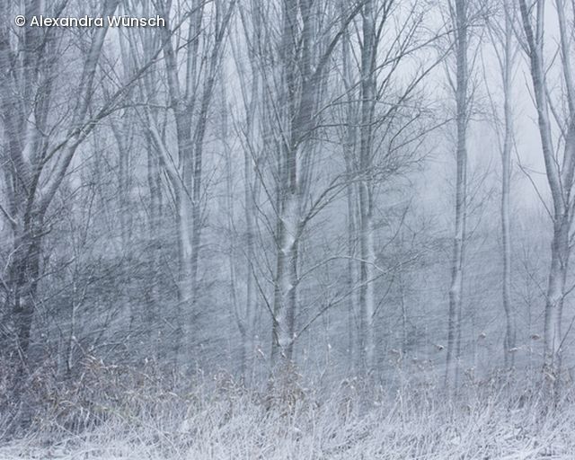 Wald im Schnee