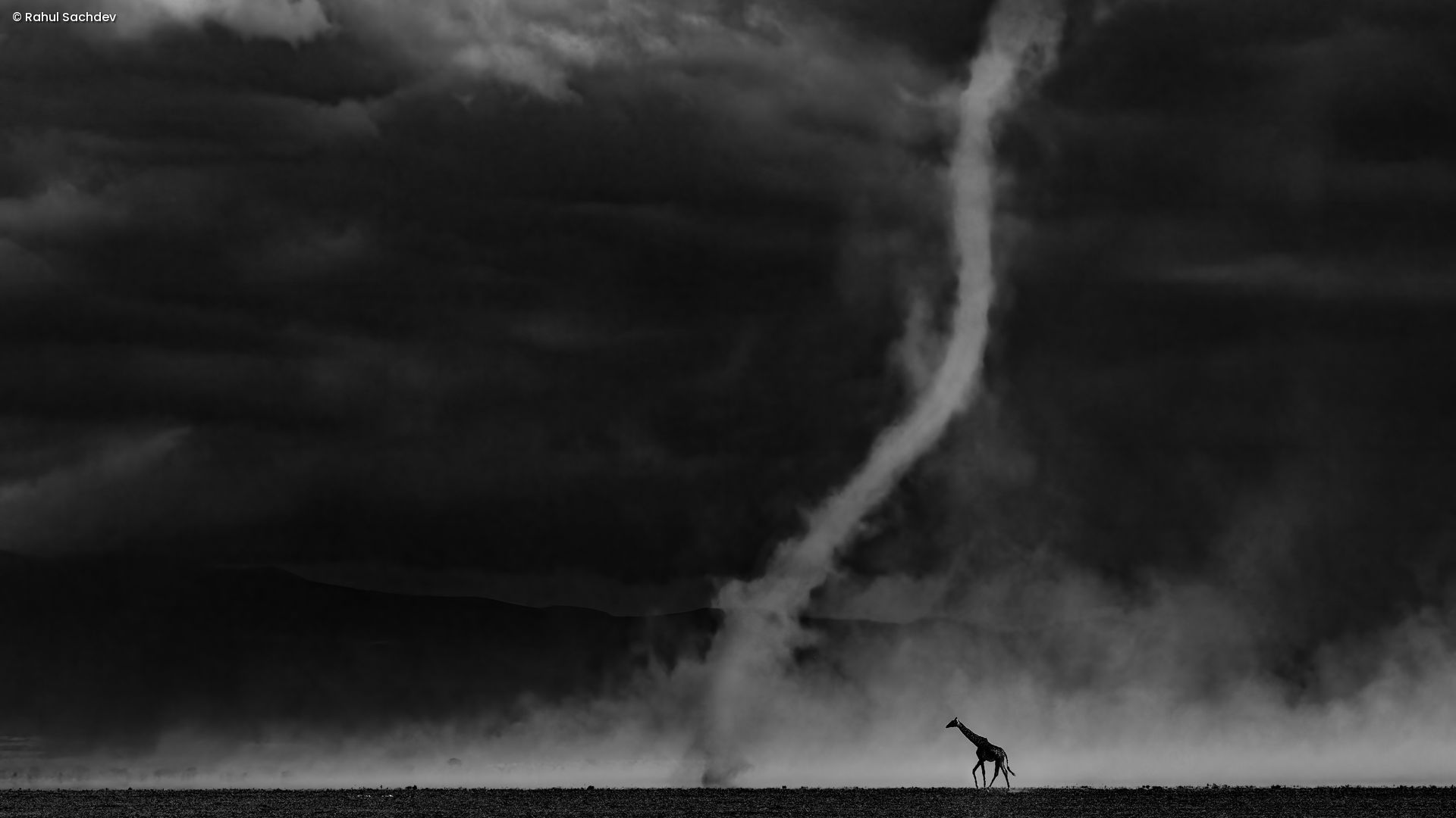 Eine Giraffe in der Savanne, die auf einen Staubteufel zuläuft. Schwarze Nacht, aufgewirbelter Sand und Staub um das Bild herum. Die Griaffe ist aus der Ferne zu sehen.
