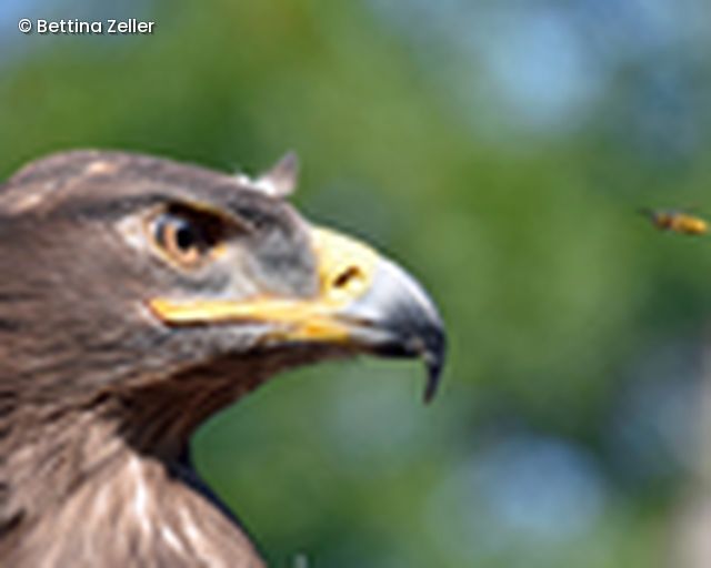 Steppenadler und Wespe