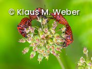 Käfer auf Blüte