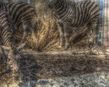 Zebra Präparate