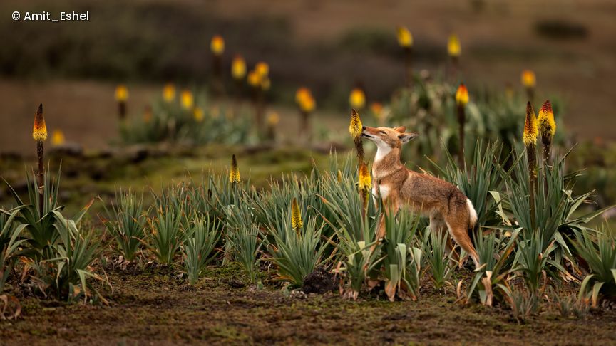 Das Foto zeigt einen Fuchs, der an einer großen Pflanze schnuppert