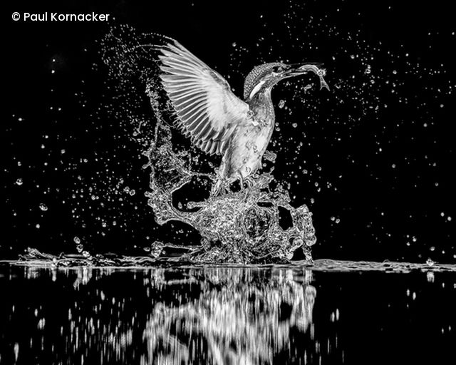 SW Eisvogel 