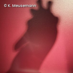 Schatten der Bundesgiraffe