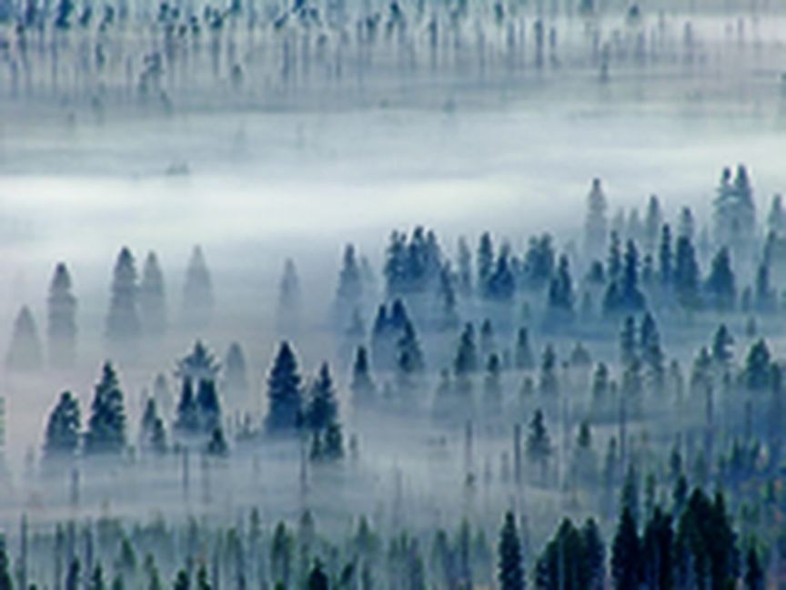 Nebeliges Waldpanorama