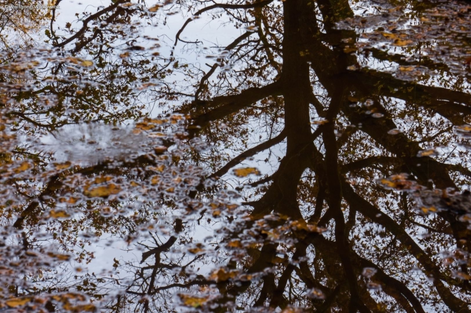 Baum spiegelt sich auf Wasseroberfläche