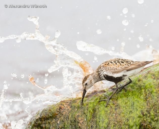 Vogel trinkt Wasser