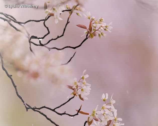 Kirschbaumblüte