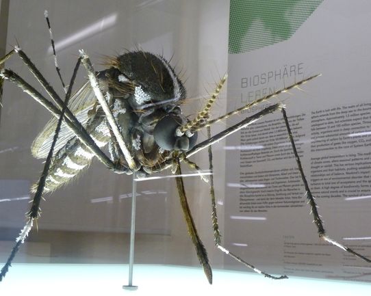 Großes Mückenmodell