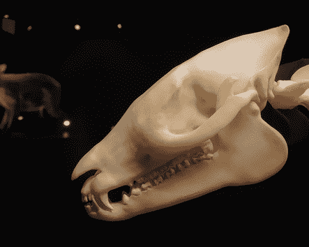 Schädel des Urpferdchens