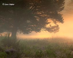Baum und Wiese im Hintergrund Sonnenuntergang