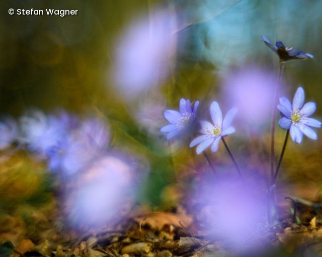 Lila Blumen