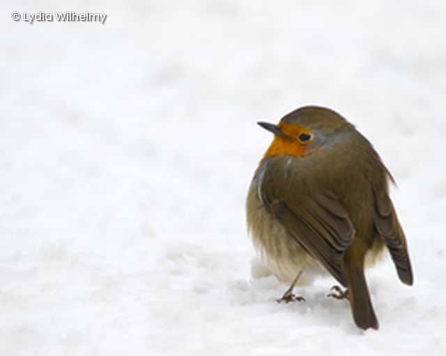 Rotkehlchen im Schnee