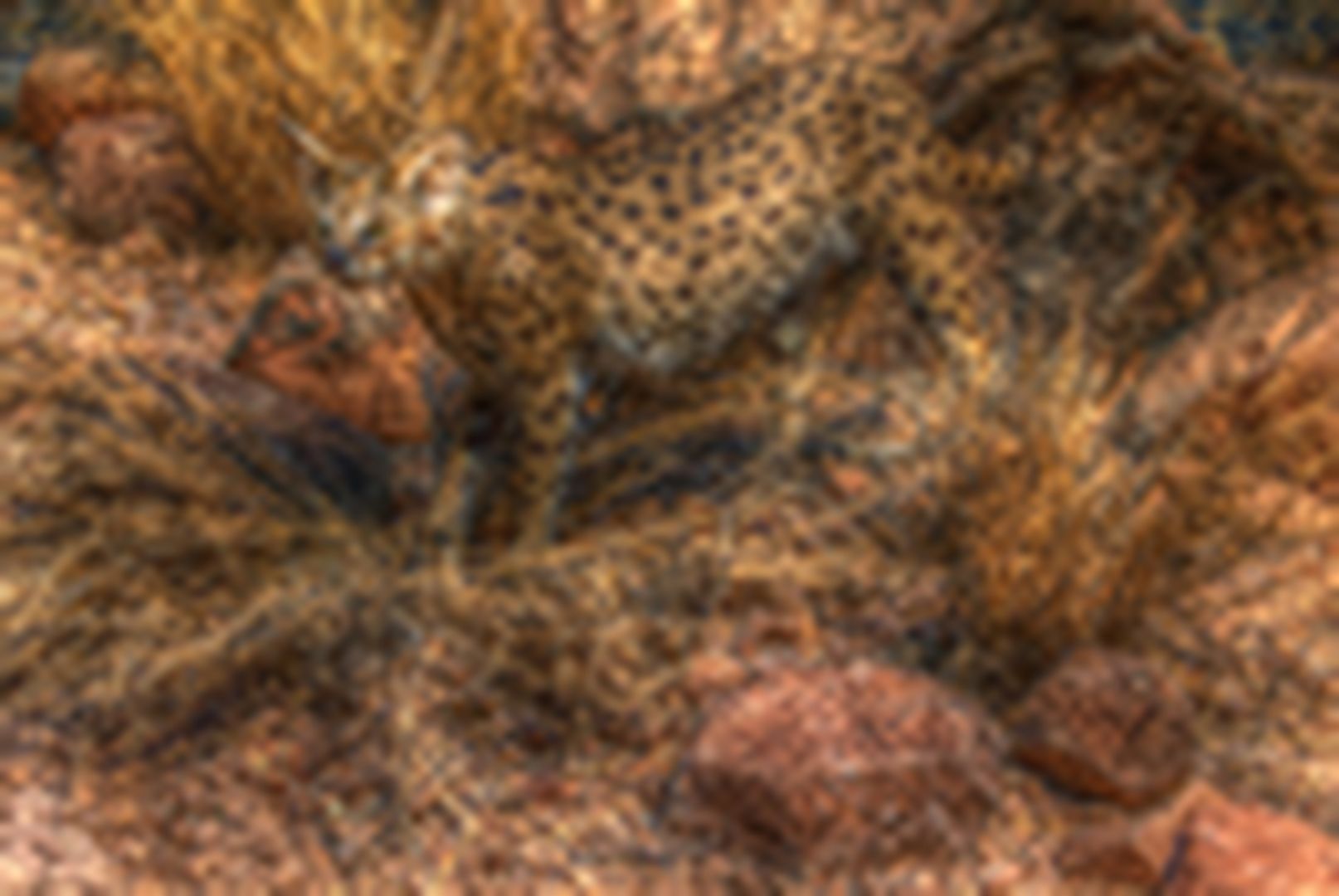 Leoparden Präparat 