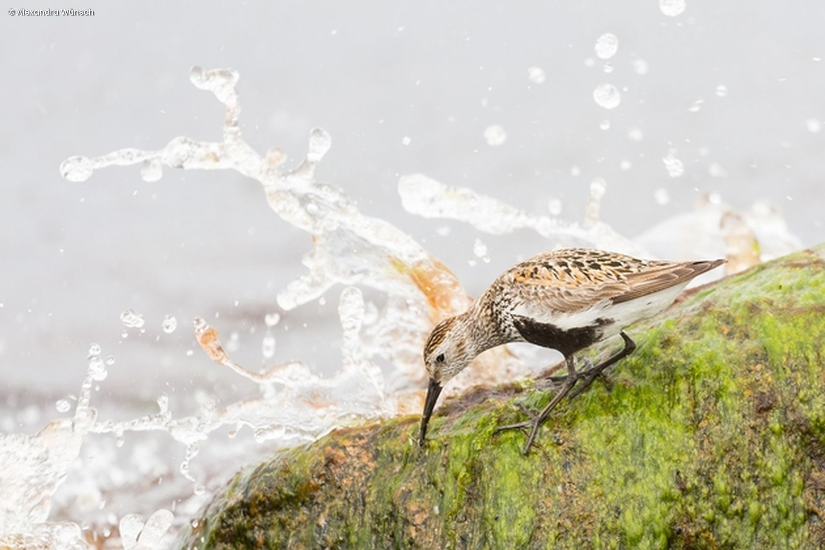 Vogel trinkt Wasser