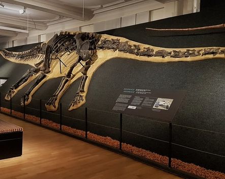 Ausstellungsraum mit Dino-Skelett