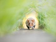 Laufende Maus/ Hamster im Gras