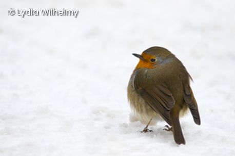 Rotkehlchen im Schnee