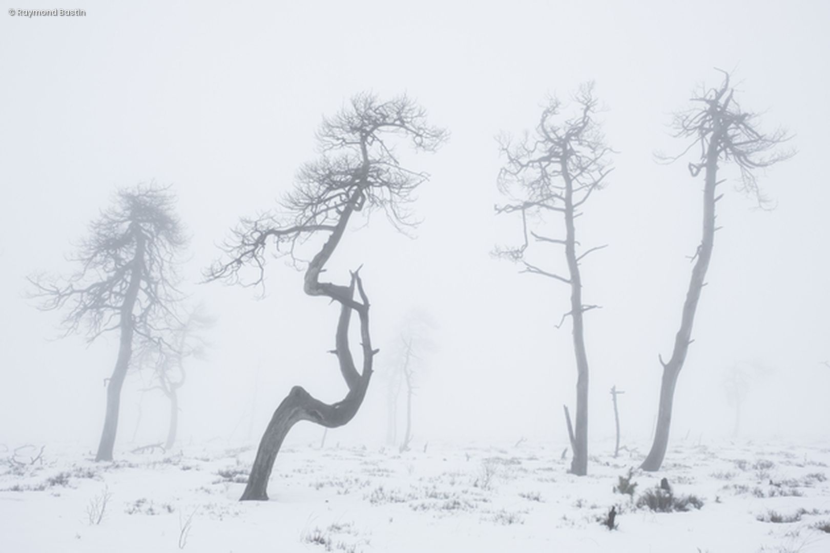 Bäume im Schnee 