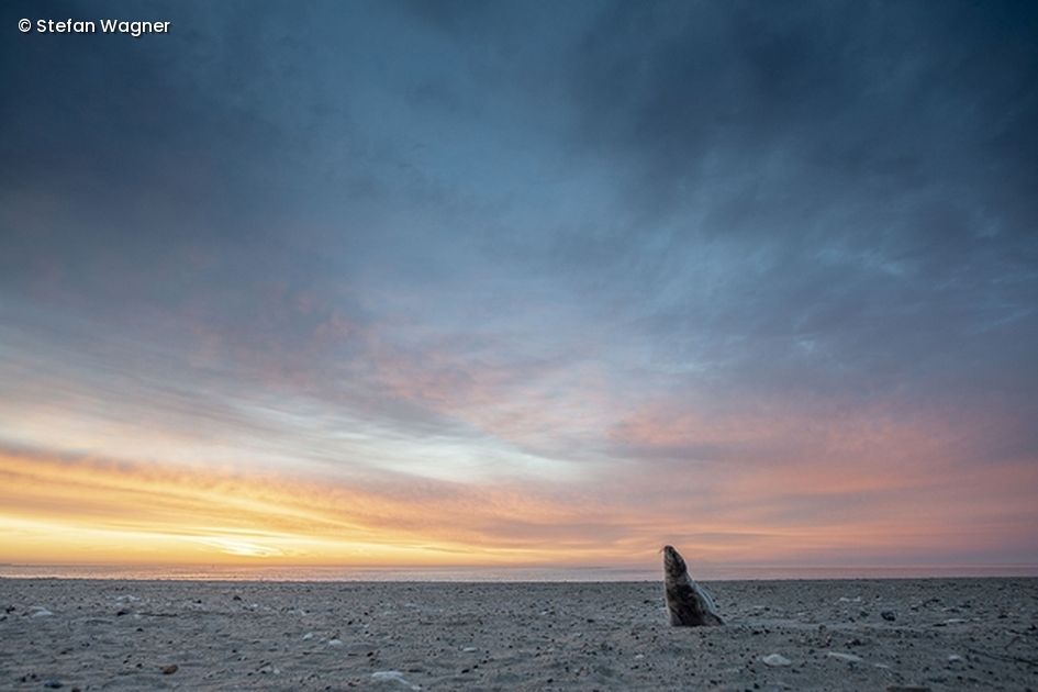 Robbe am Strand im Sonnenuntergang