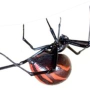 Spinne mit rotem Körper