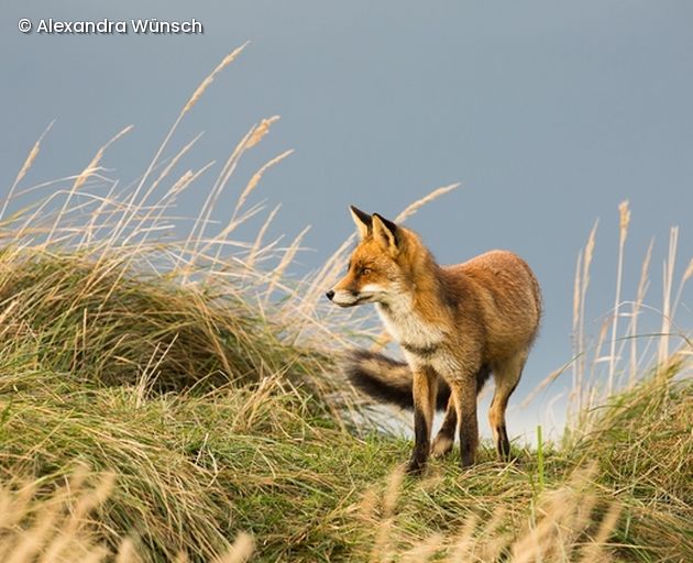 Fuchs steht in Düne