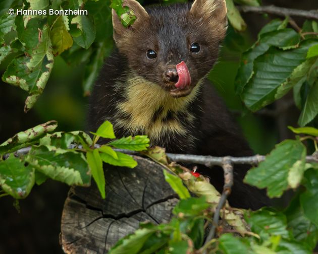 Marder schleckt sich übers Maul