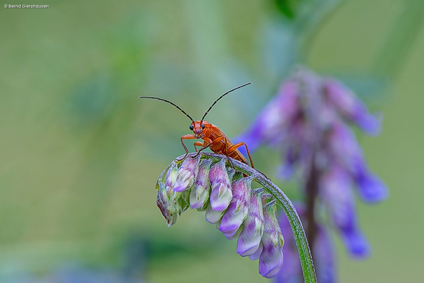 Käfer auf Blüte