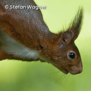 Eichhörnchen