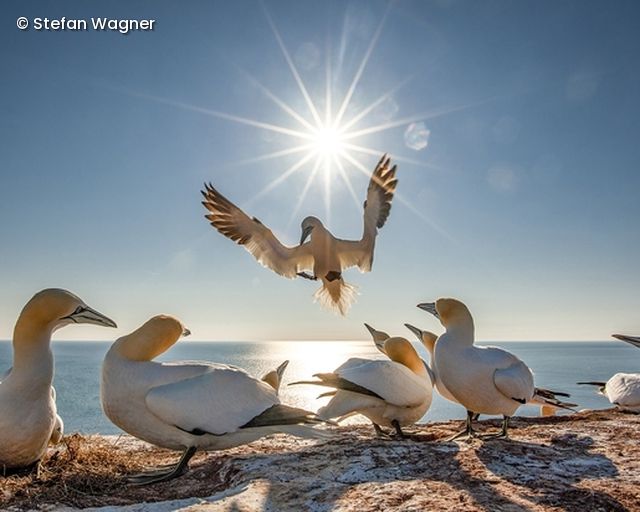 Vögel am Strand