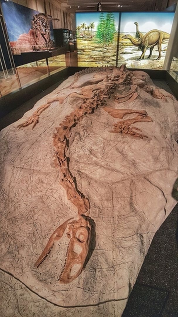 Dino Fossil