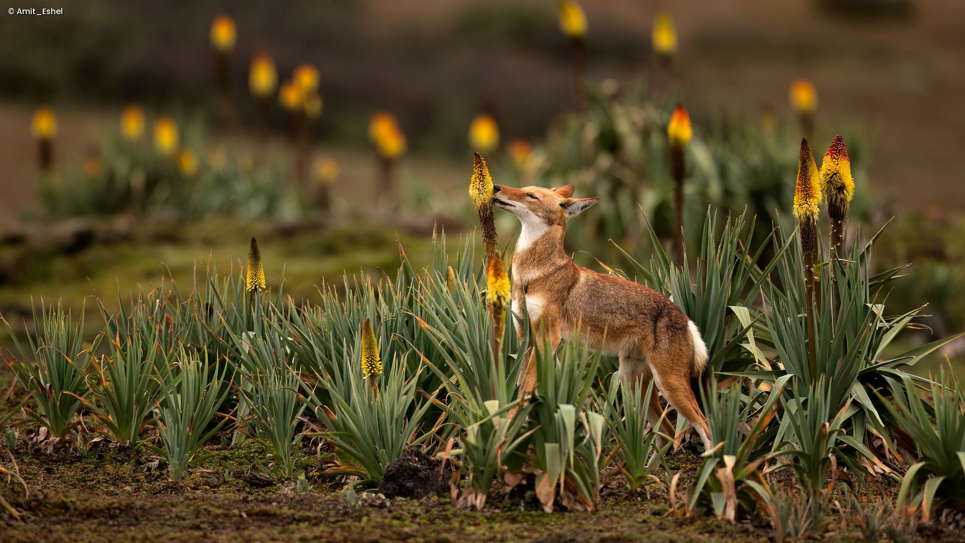 Das Foto zeigt einen Fuchs, der an einer großen Pflanze schnuppert