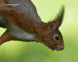 Eichhörnchen