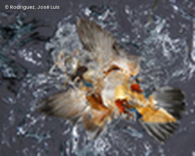 Eisvogel von unten