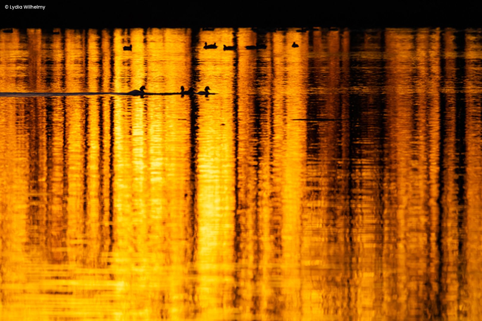 Sonnenuntergang spiegel sich auf Seeoberfläche, Enten schwimmen im See