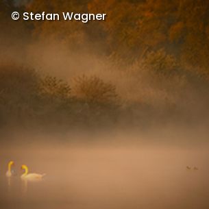 See im Nebel mit Schwänen