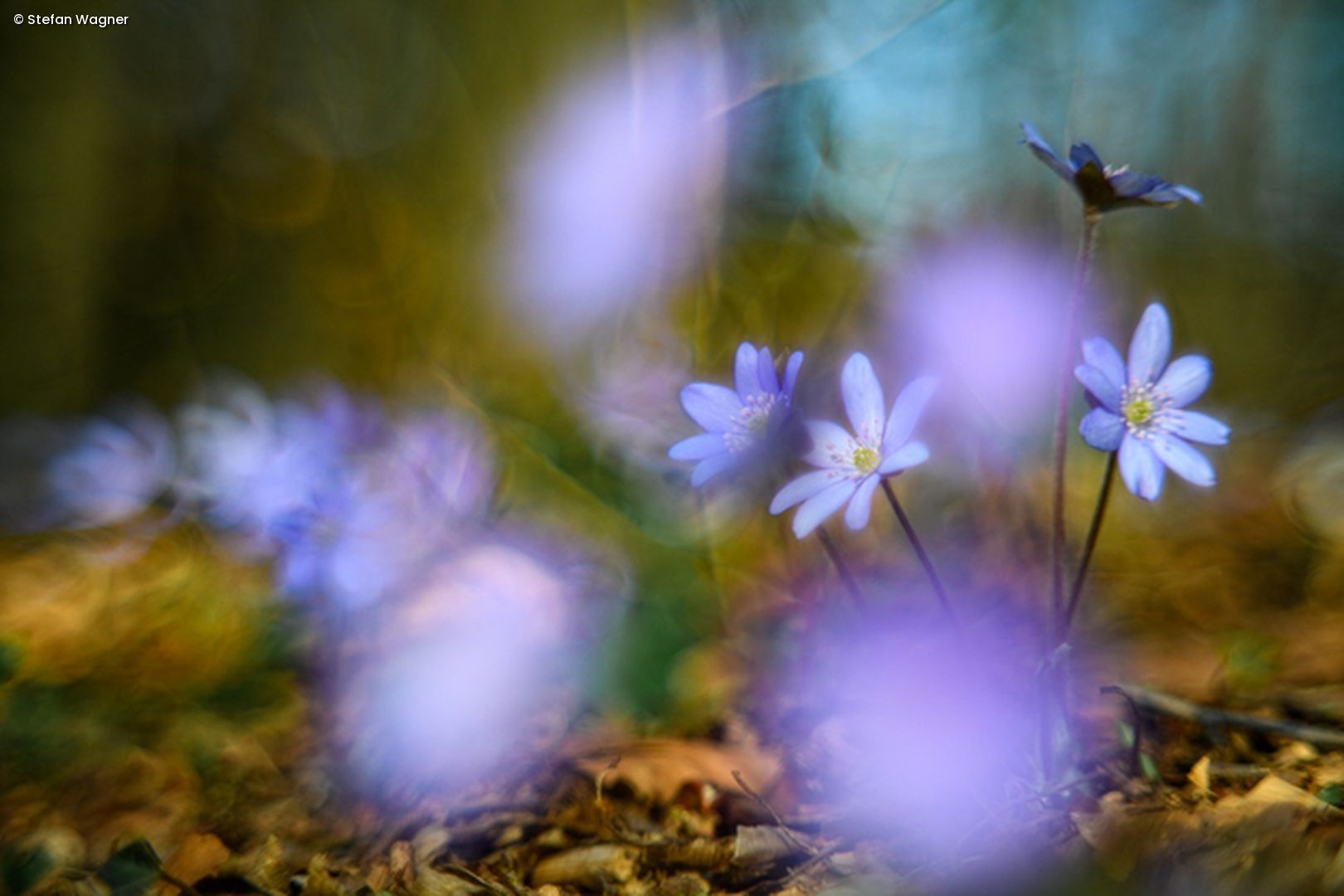 Lila Blumen