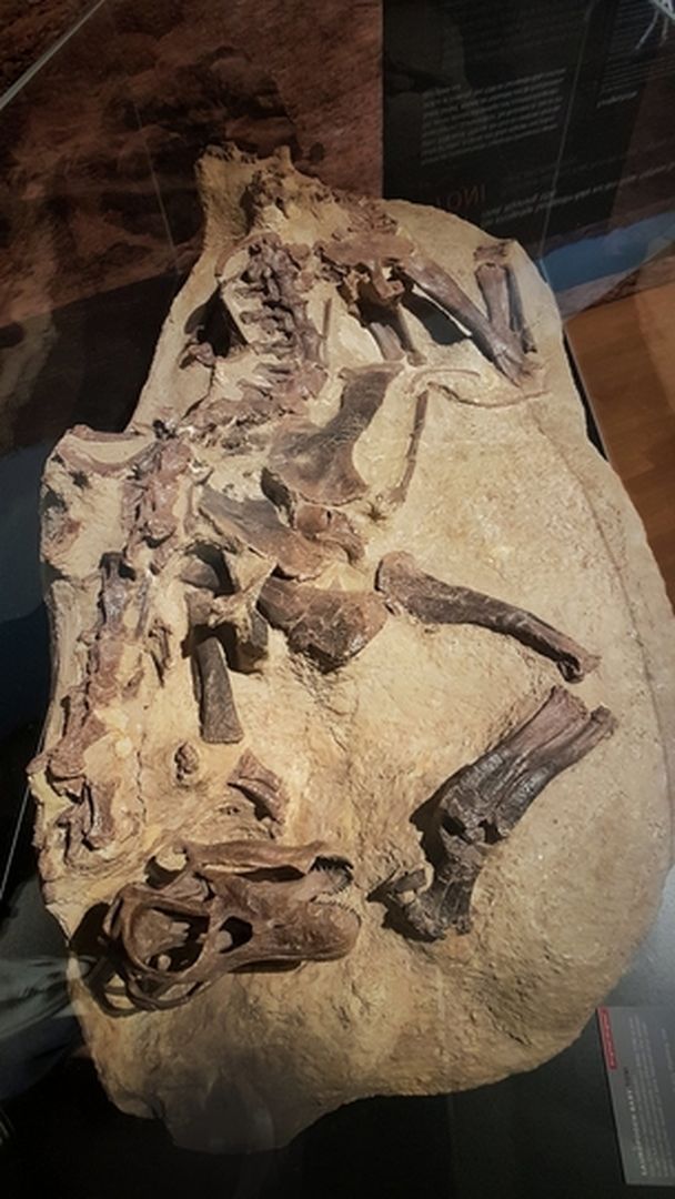 Dino Fossilie