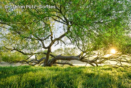 Baum auf Wiese
