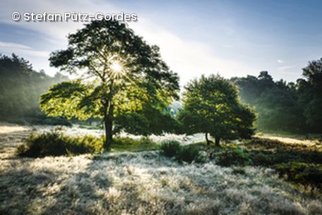 Bäume auf Wiese mit Sonne im Hintergrund