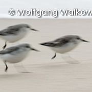 Strandläufer