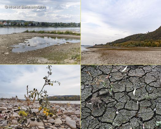 Collage aus Bildern mit trockenem Boden