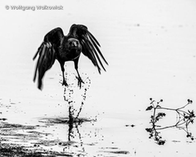SW Vogel