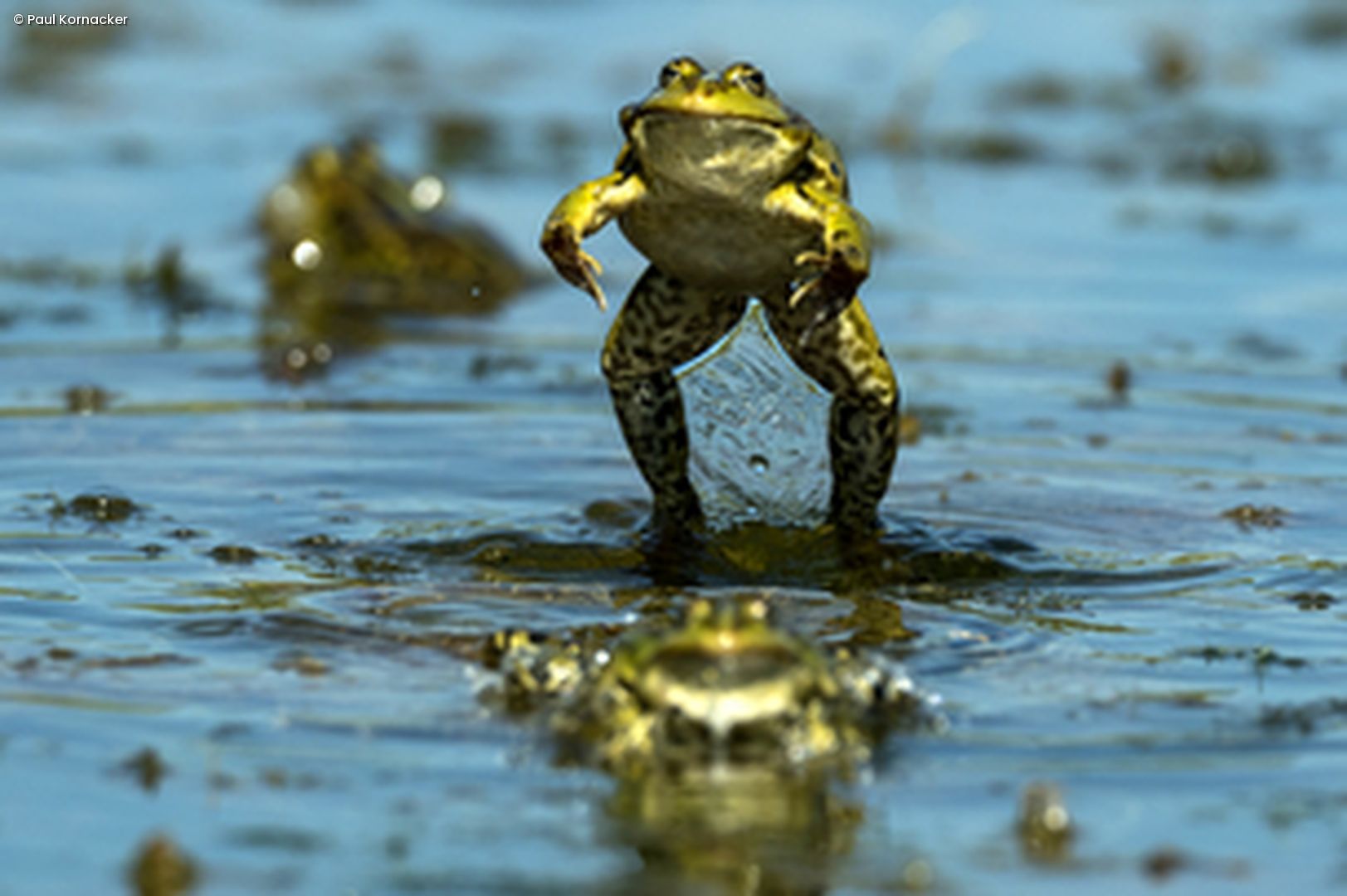 Frosch hüpft aus Wasser