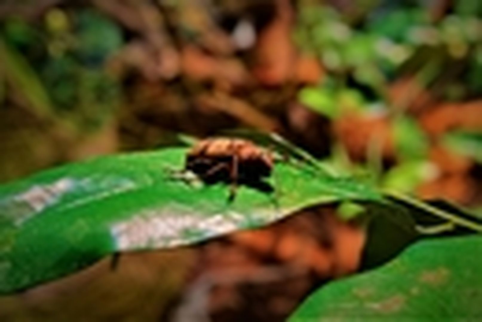 Käfer auf Blatt