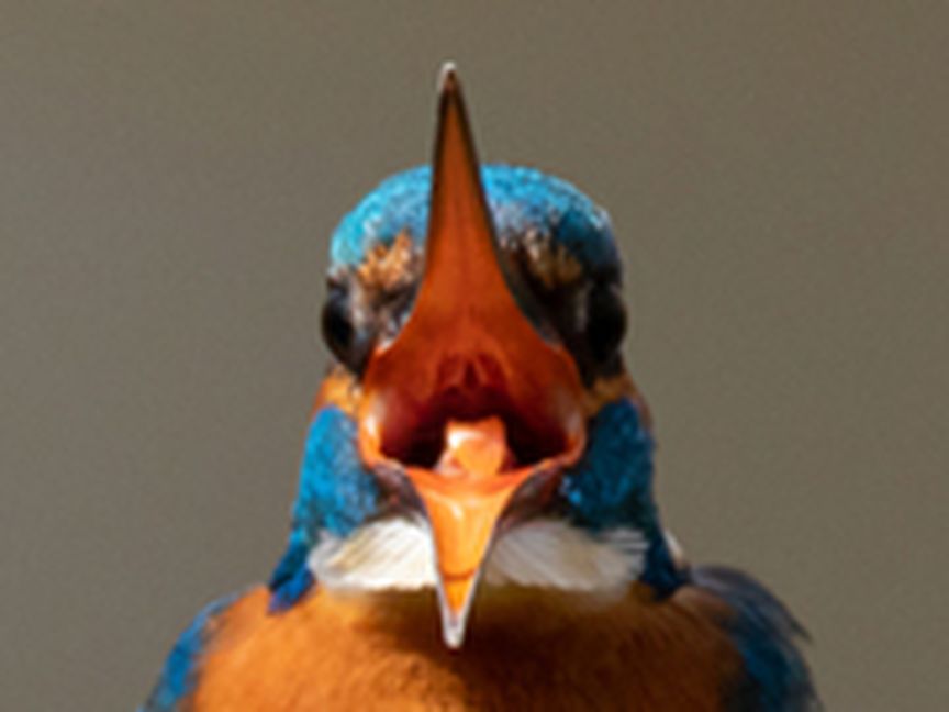 Eisvogel mit offenem Schnabel