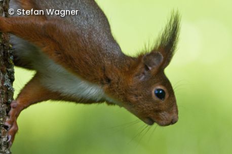 Eichhörnchen
