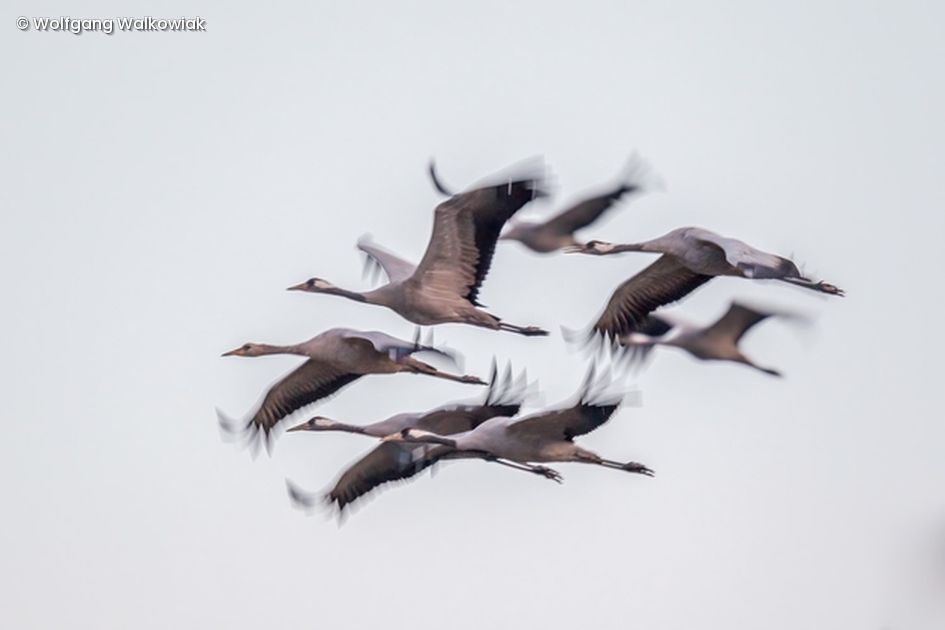 Fliegender Zugvogelschwarm 